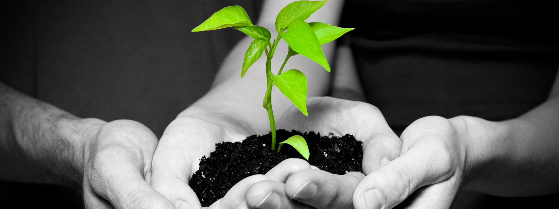 händer och en grön planta