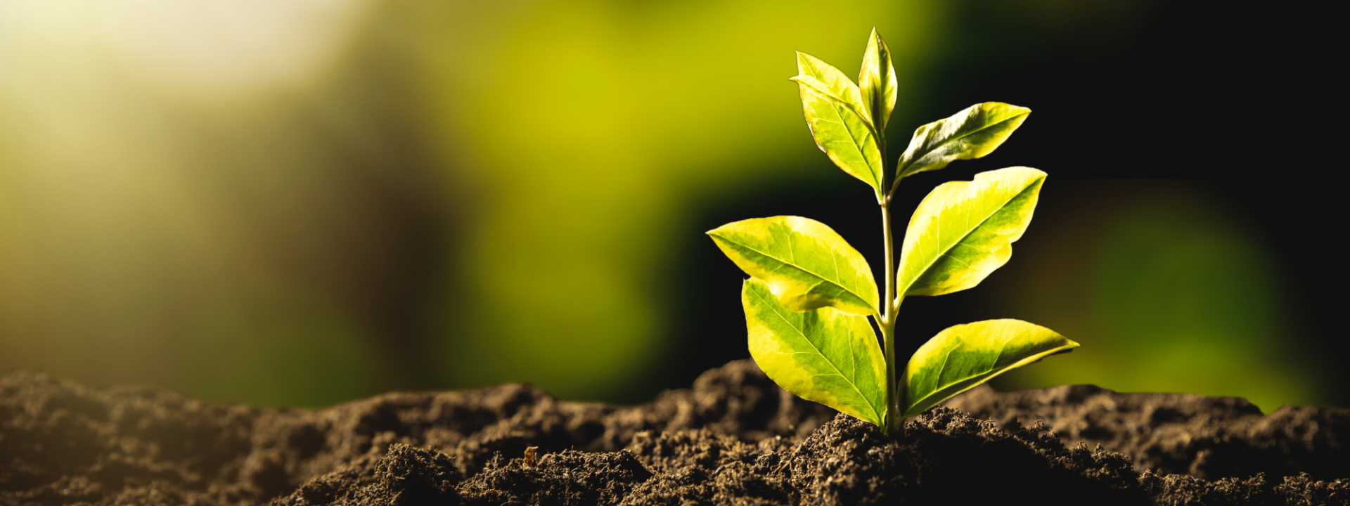 Planta som kommer upp ur jorden