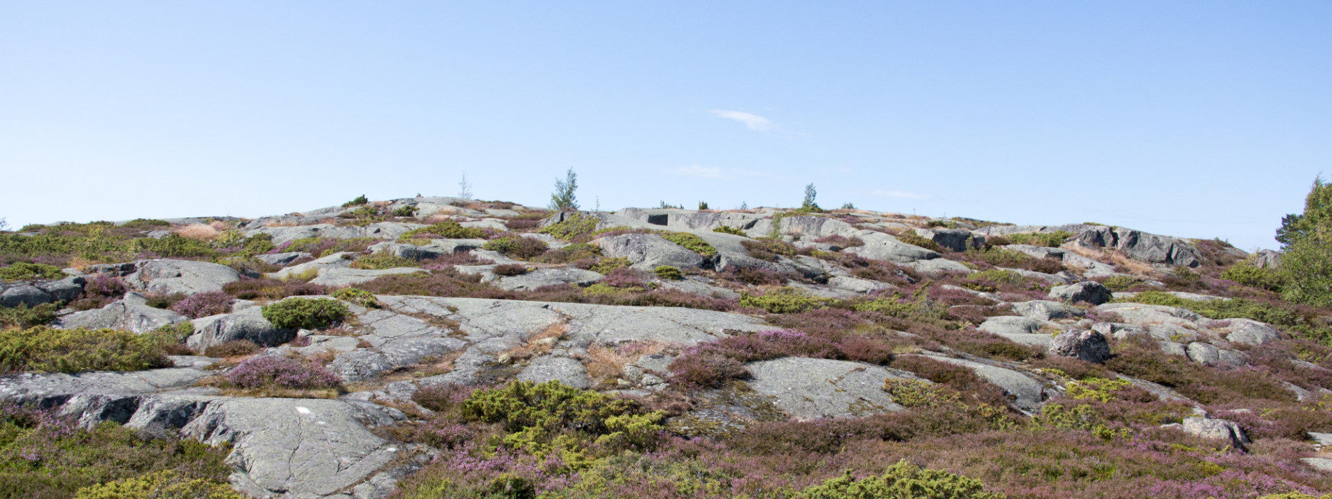 Klippor med blommor 