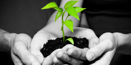 händer och en grön planta