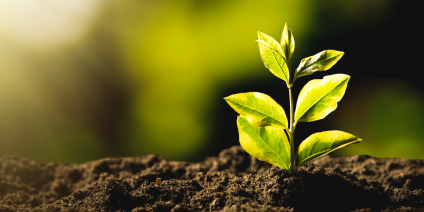 Planta som kommer upp ur jorden