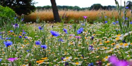 sommaräng med blommor