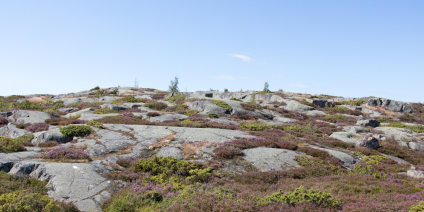 Klippor med blommor 