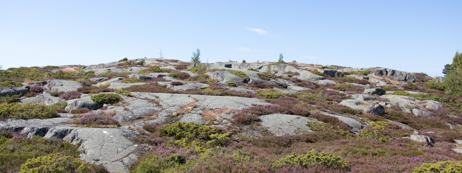 Klippor med blommor 